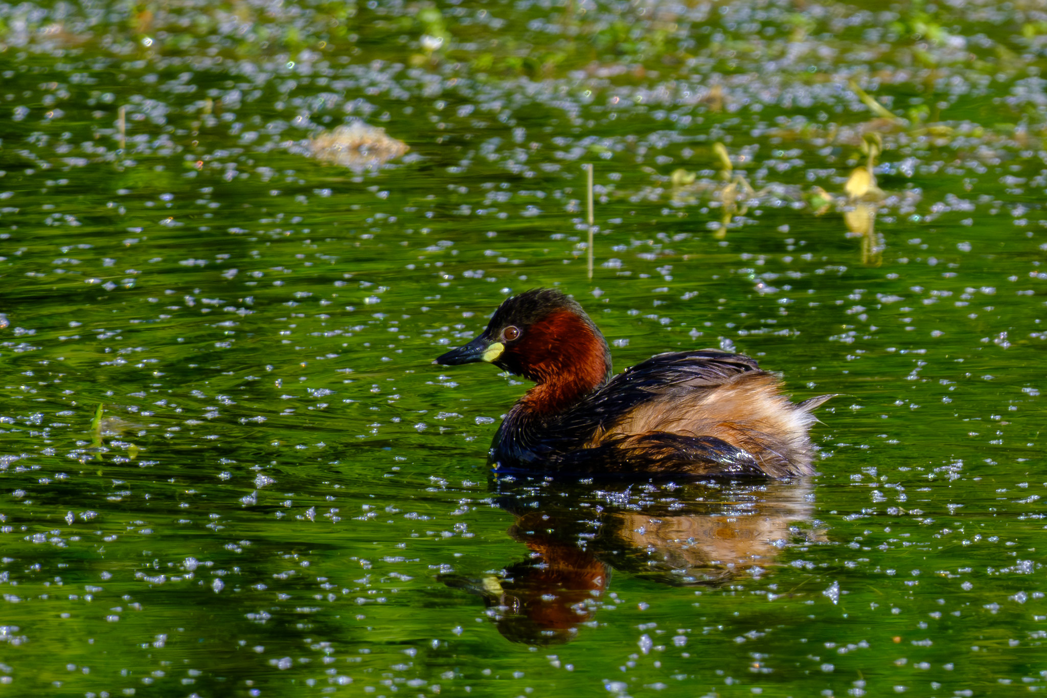 Comptage ornithologique en baie de Saint-Brieuc