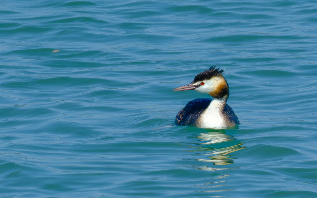 Comptage ornithologique en baie de Saint-Brieuc