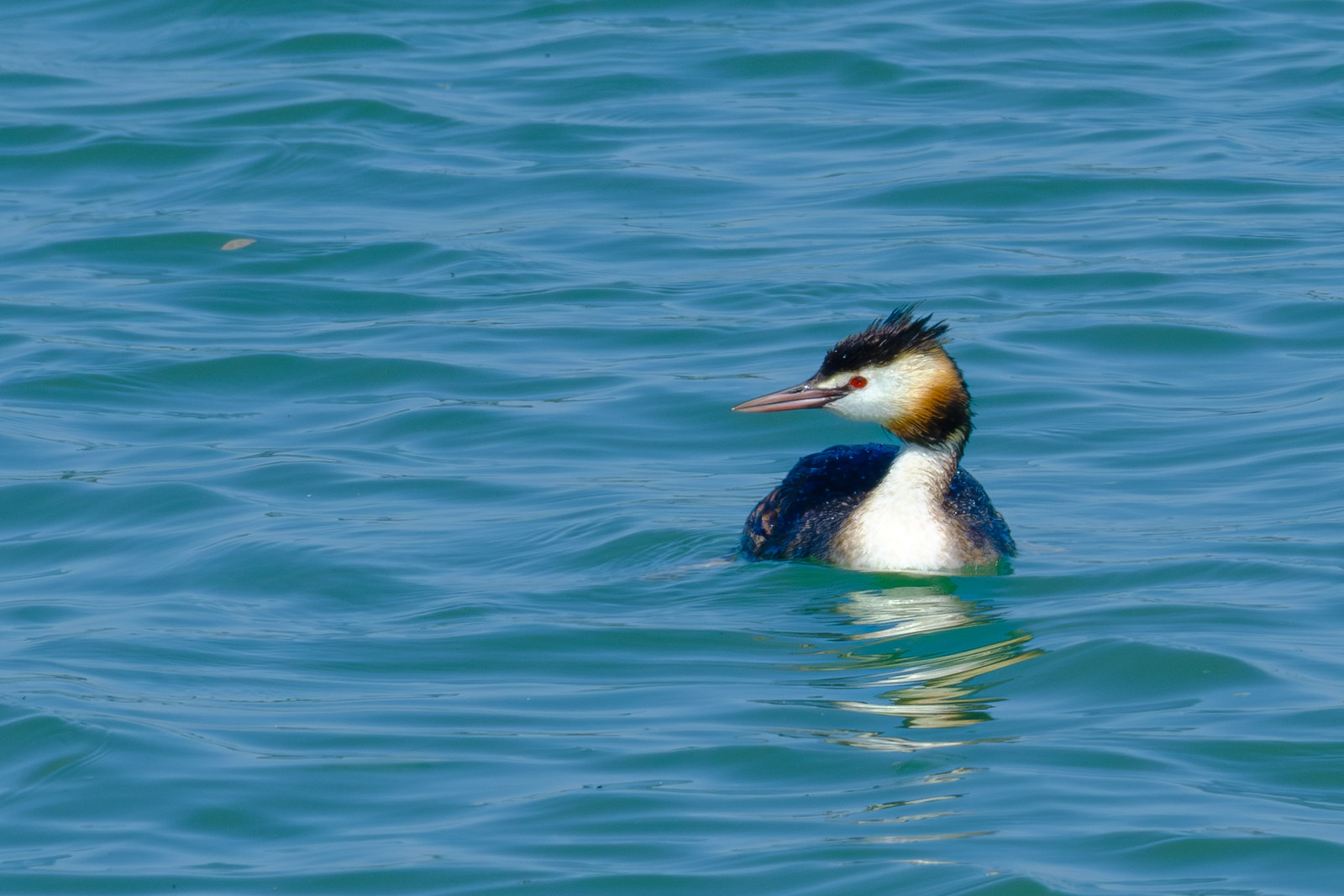 Comptage ornithologique en baie de Saint-Brieuc