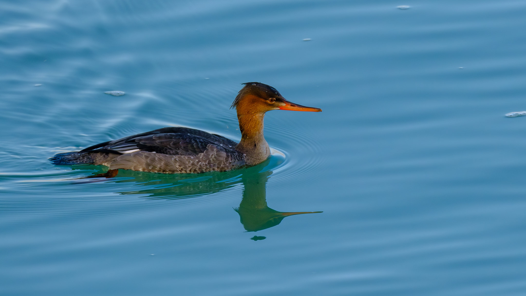 Comptage ornithologique en baie de Saint-Brieuc