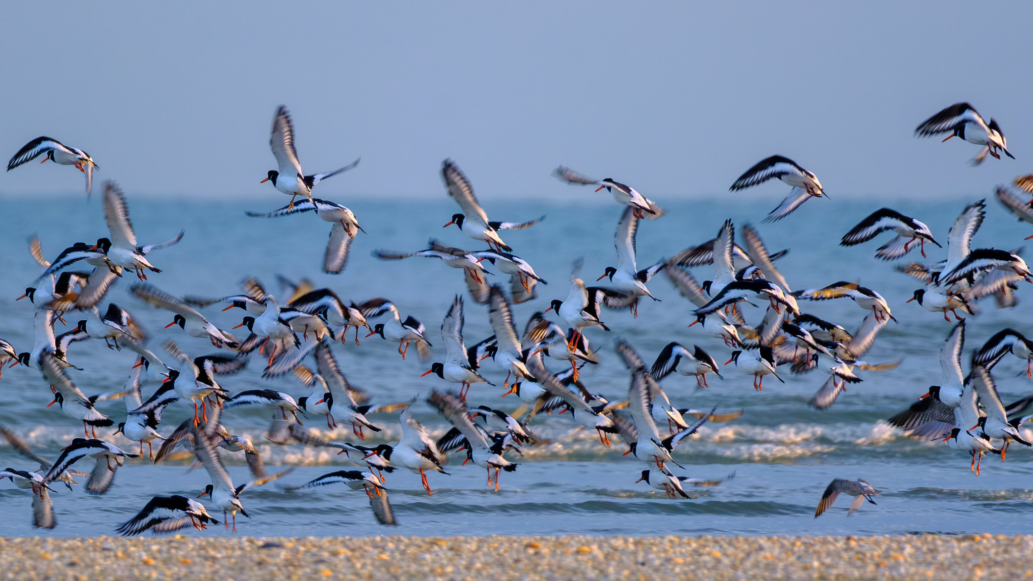 Comptage ornithologique en baie de Saint-Brieuc