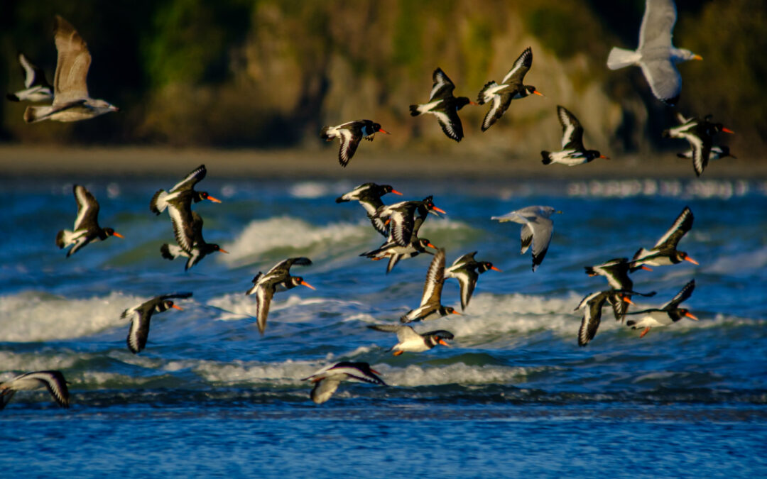 Comptage ornithologique en baie de Saint-Brieuc