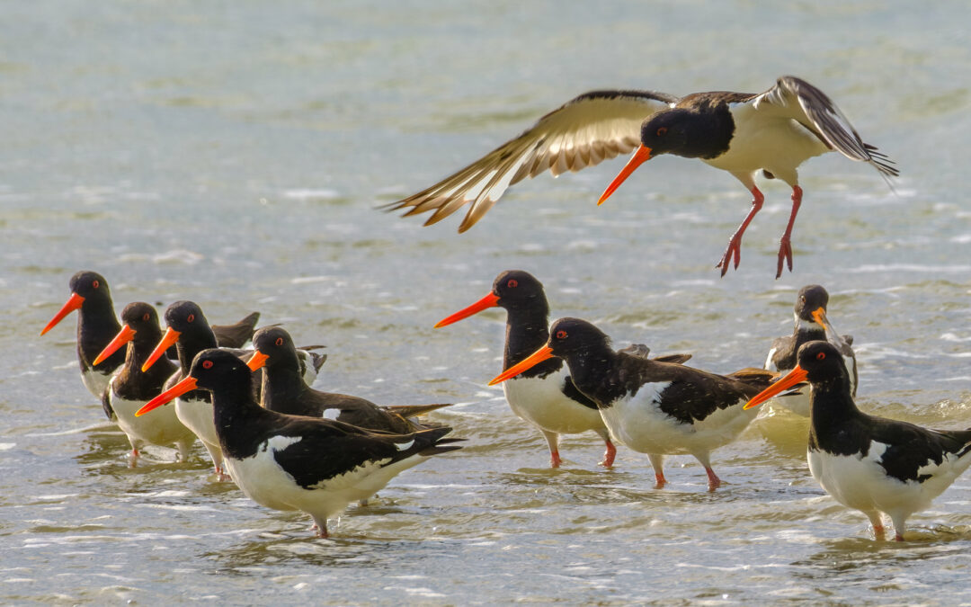 Comptage ornithologique en baie de Saint-Brieuc