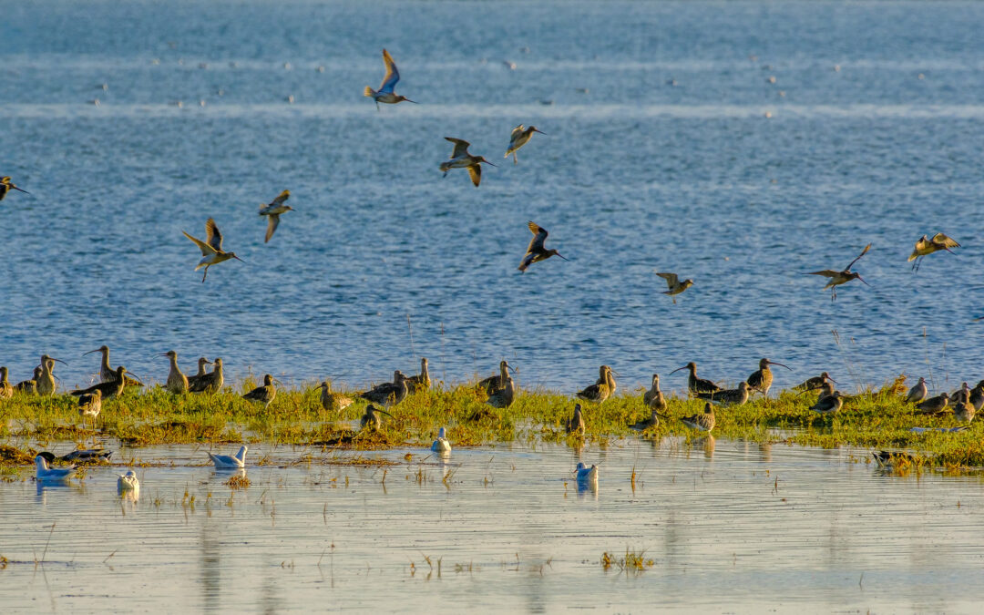 Comptage ornithologique en baie de Saint-Brieuc