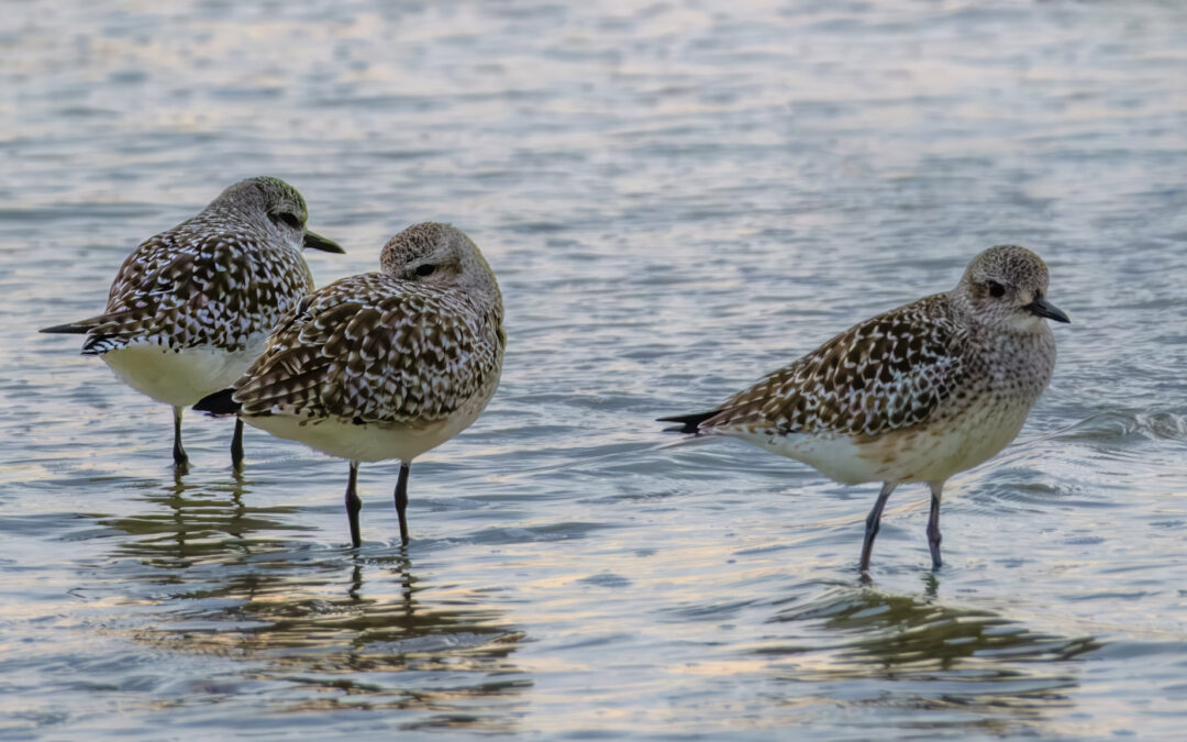 Comptage ornithologique en baie de Saint-Brieuc