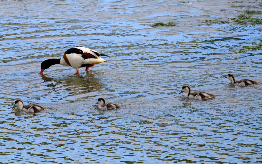 Comptage ornithologique en baie de Saint-Brieuc