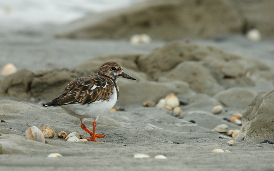 Comptage ornithologique en baie de Saint-Brieuc
