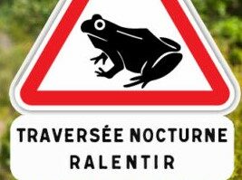 Migration des amphibiens : levons le pied et ouvrons l’œil !