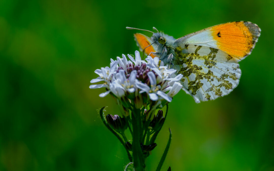 Université de la nature : initiation à la reconnaissance des insectes