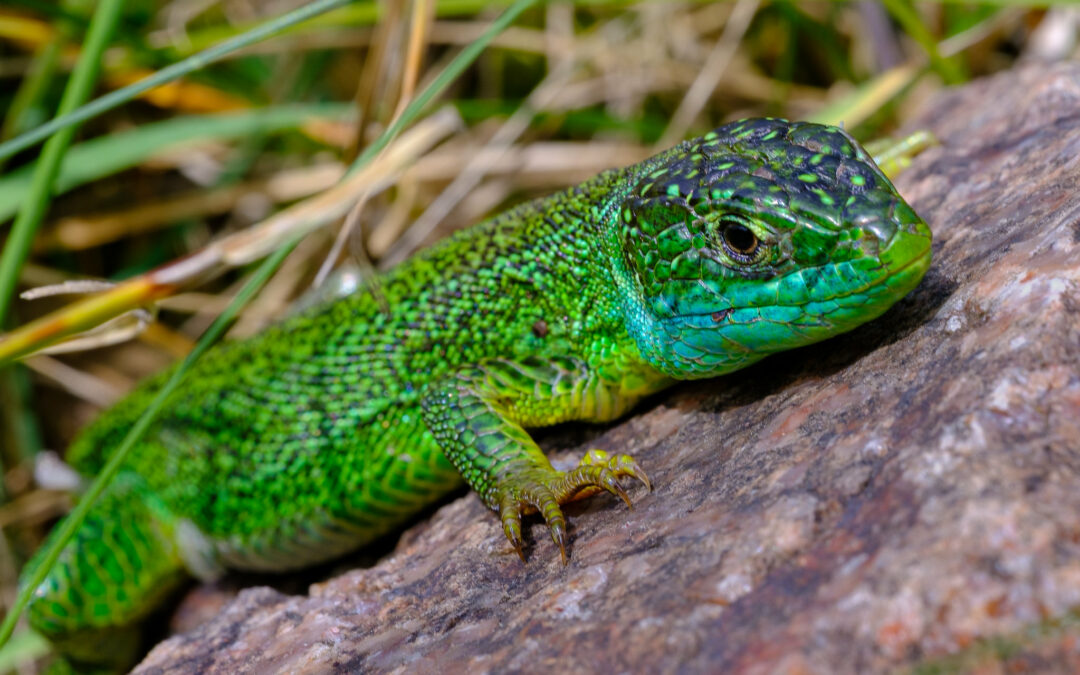 Université de la nature : initiation à la reconnaissance des reptiles