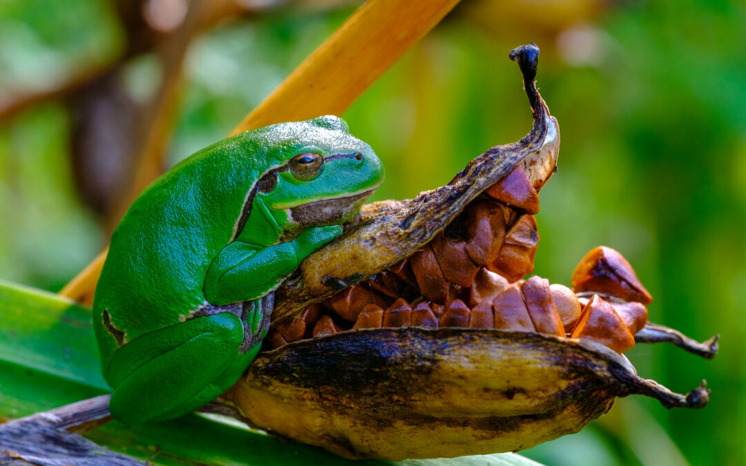 Université de la nature : initiation à la reconnaissance des amphibiens