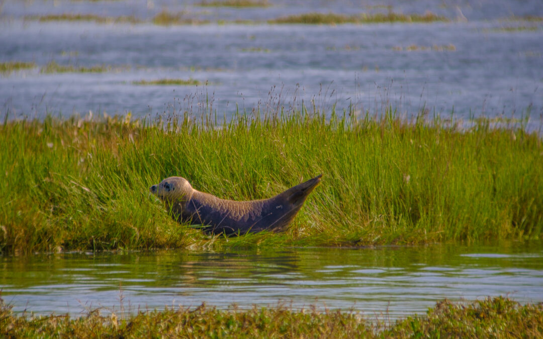 Soirée de soutien au projet « Objectif phoques ! »