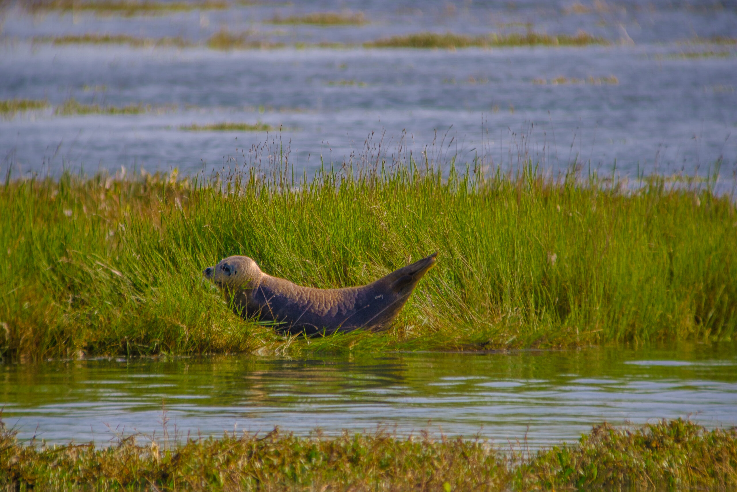 Soirée de soutien au projet "Objectif phoques !"