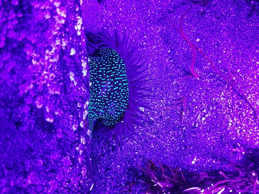 Sortie « La biodiversité du littoral au crépuscule »