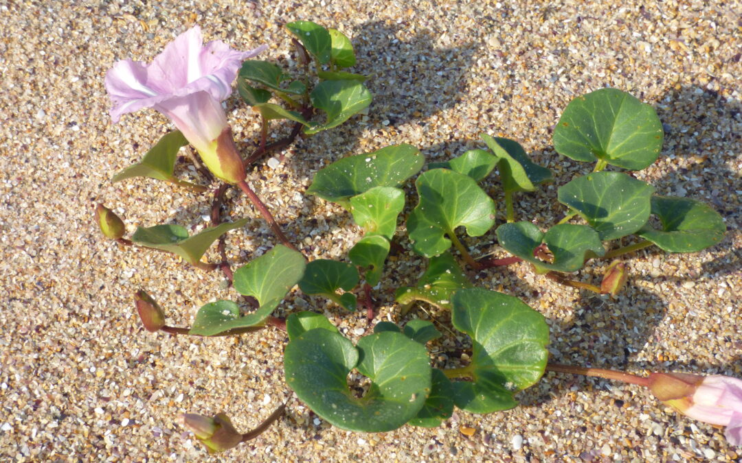 Sortie « A la découverte de la flore du bord de mer »
