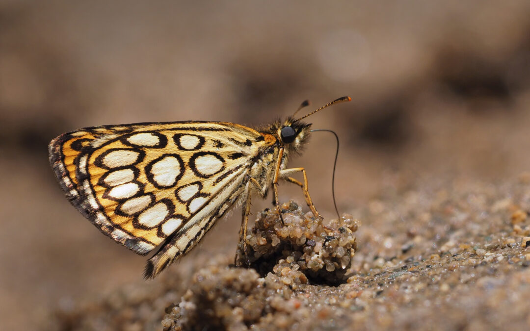 Atlas des papillons de jour de Bretagne : c’est reparti !