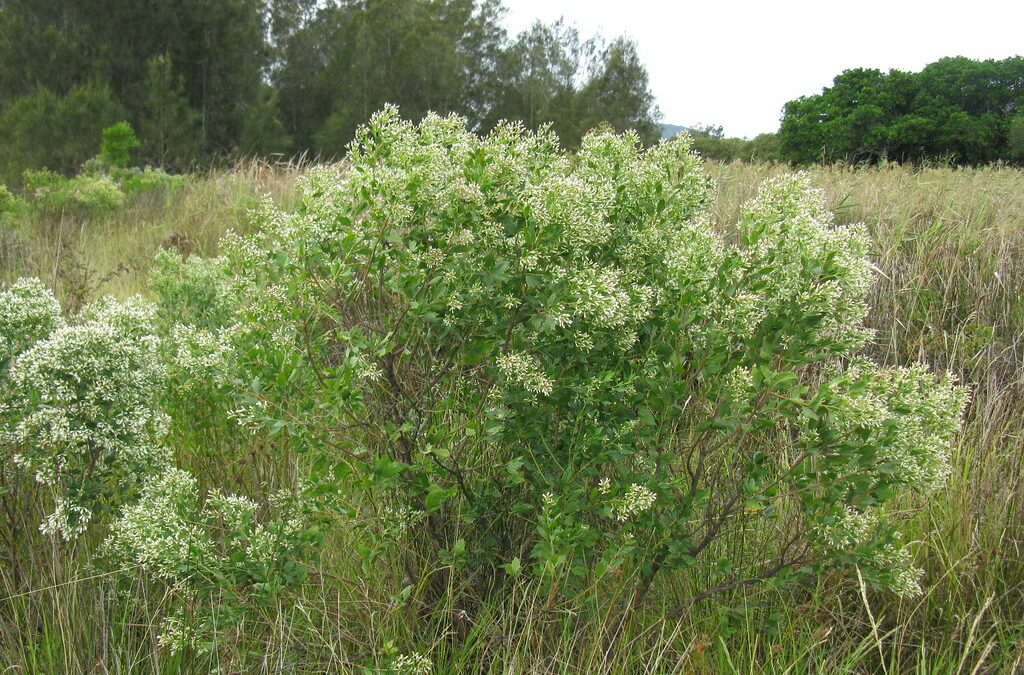 Chantier d&rsquo;arrachage du Baccharis
