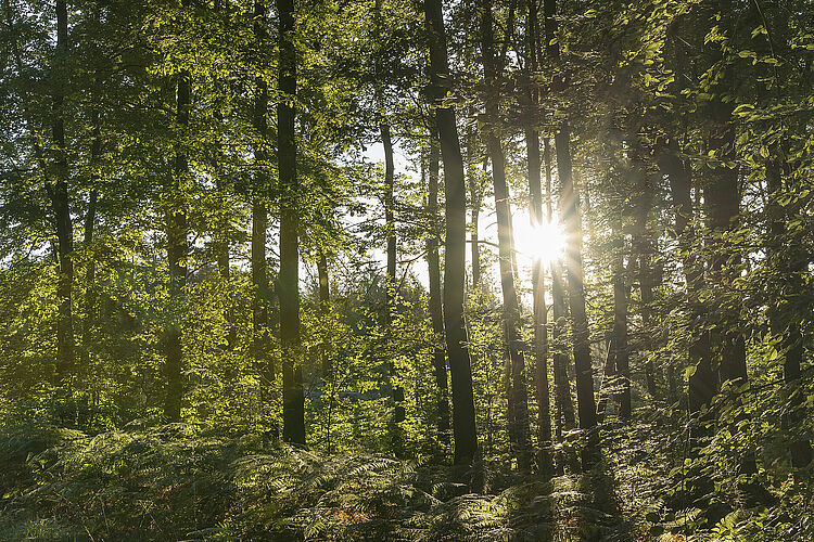 Balades naturalistes en forêt de Loudéac