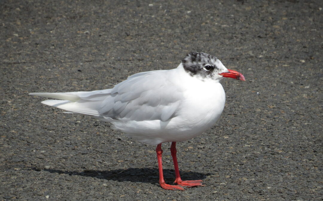 La Mouette mélanocéphale