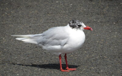La Mouette mélanocéphale