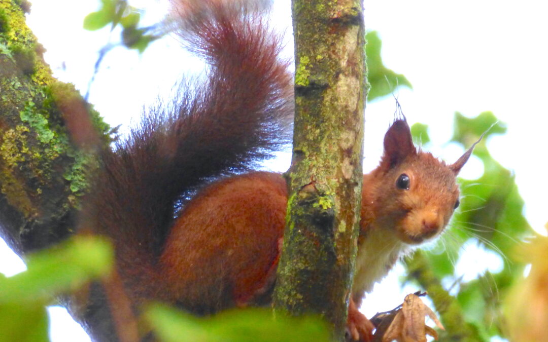 L’Écureuil roux