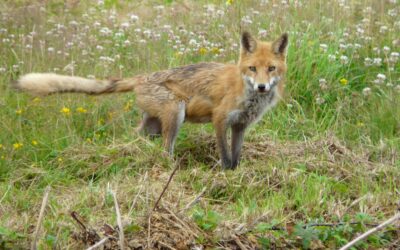 Le Renard roux