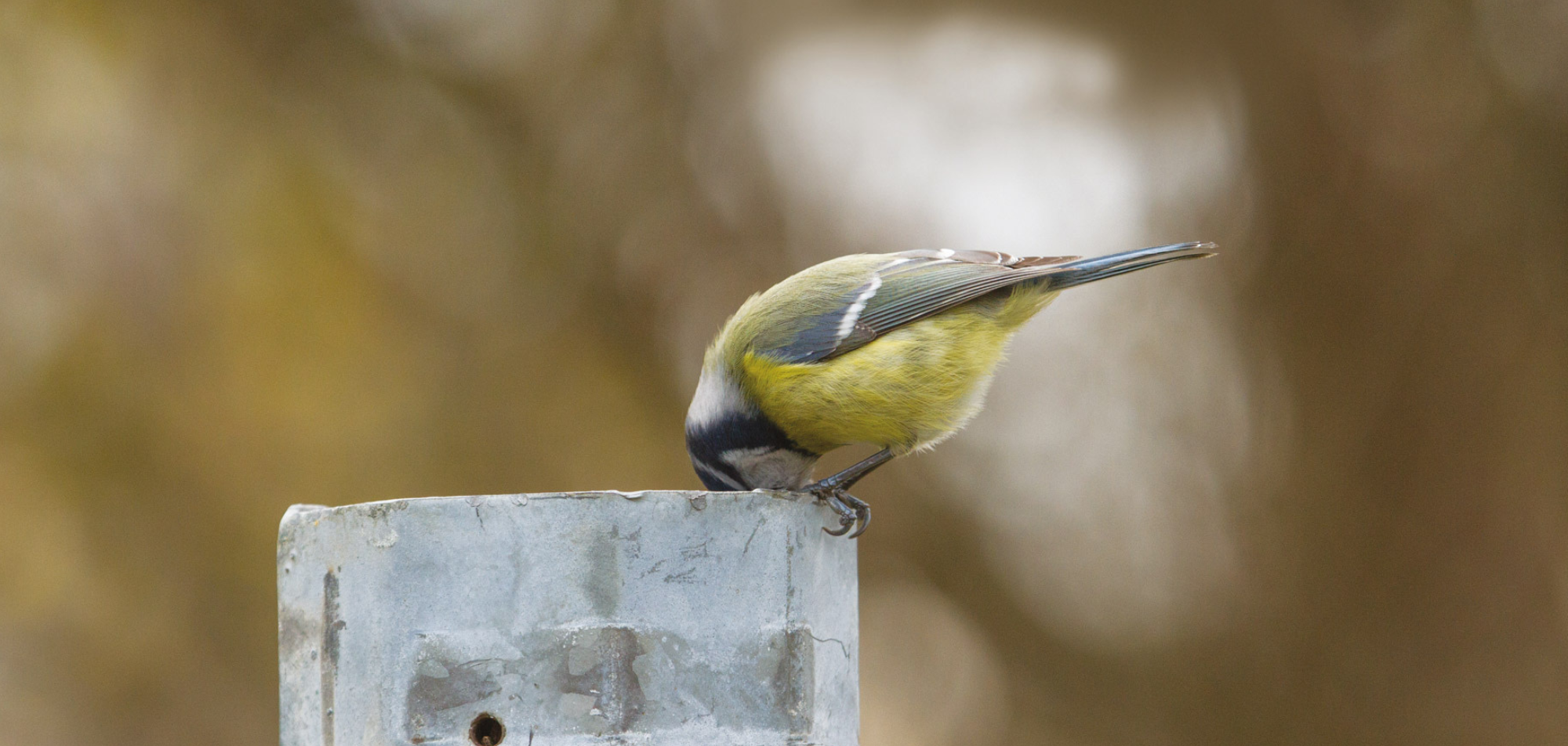 tit-bird-animal-nature-songbird-cute-small-bird-garden-foraging