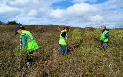 Retour sur notre premier chantier de lutte contre le Baccharis