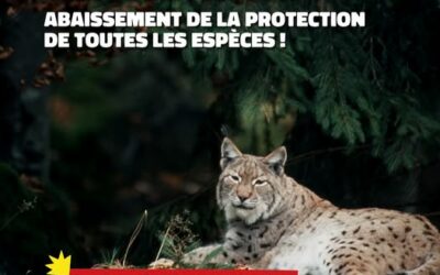 Mobilisons-nous contre le projet de décret abaissant la protection de toutes les espèces