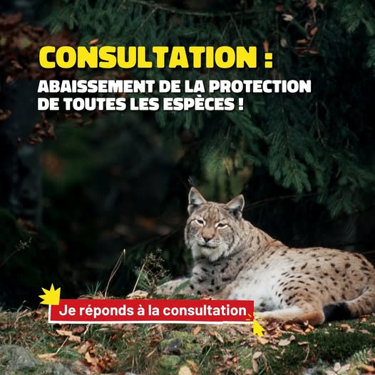 Mobilisons-nous contre le projet de décret abaissant la protection de toutes les espèces