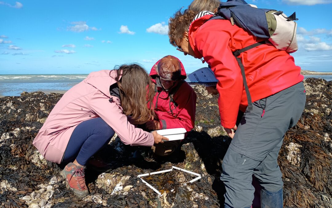 Cycle de découverte des algues : une formation par l’action