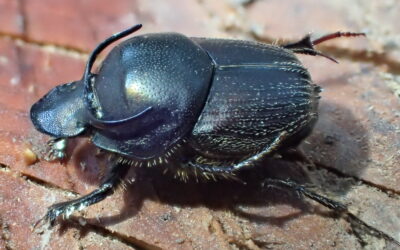 Lancement du groupe « bousiers de Bretagne » !