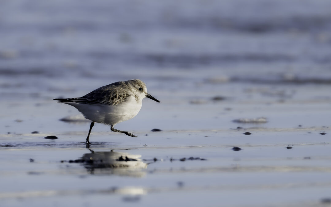 Fête des oiseaux migrateurs : vernissage exposition photos