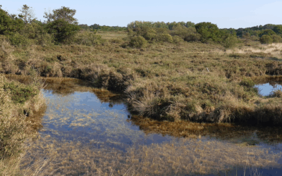 Préservation des landes de La Poterie : merci pour votre soutien massif !