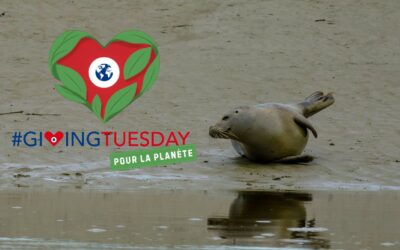 Giving Tuesday : aidez-nous à protéger les phoques !
