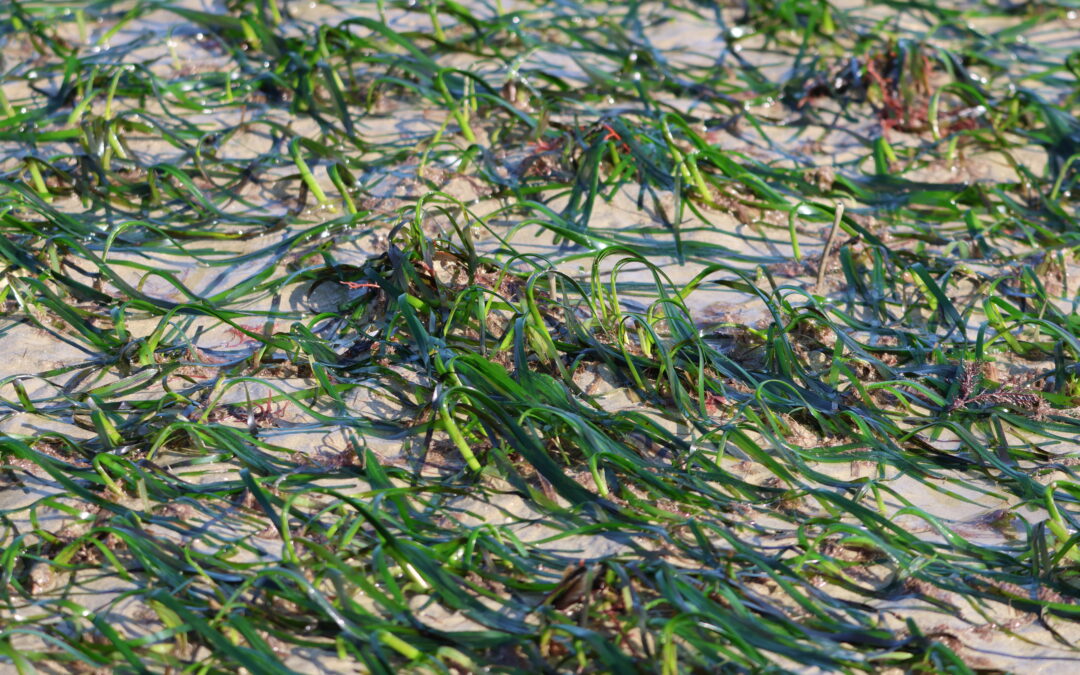 Herbier de zostère à Binic-Etables-sur-Mer