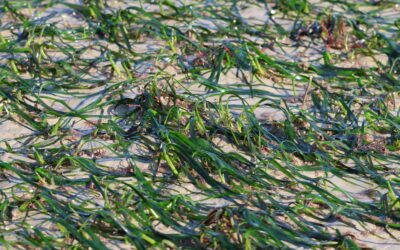 Herbier de zostère à Binic-Etables-sur-Mer