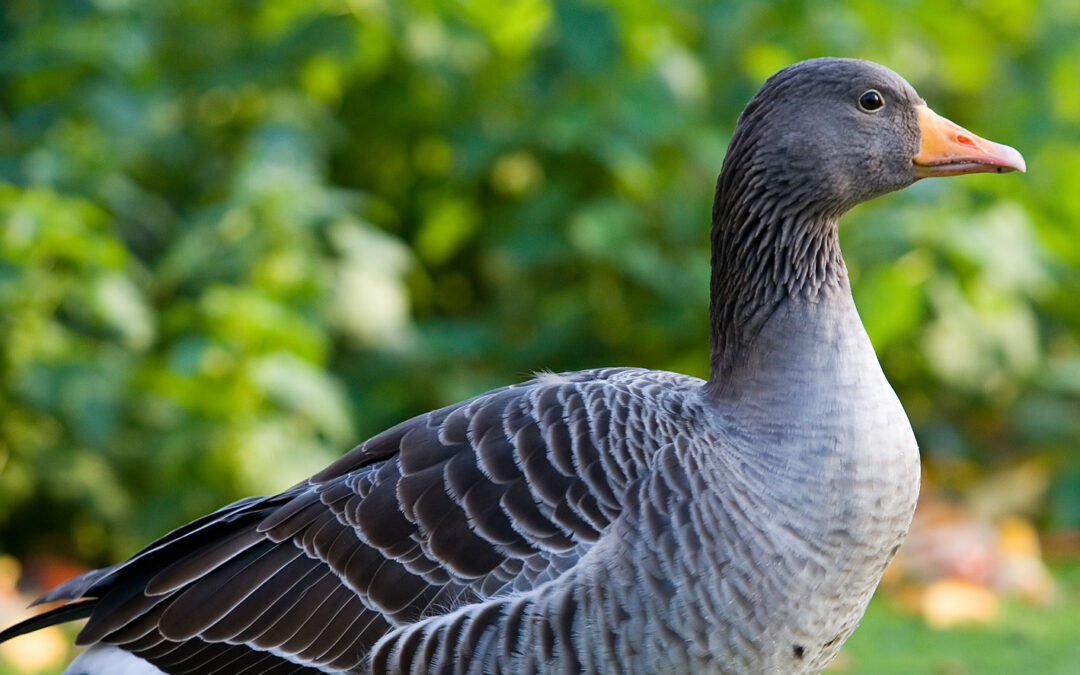 Grippe aviaire : restons vigilants