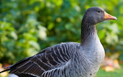 Grippe aviaire : restons vigilants