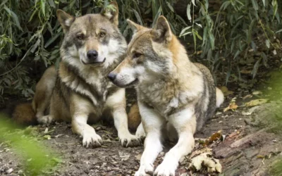 APPEL : Libéralisation des tirs de loups : participez à la consultation publique !