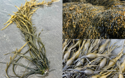 L&rsquo;Ascophylle noueux