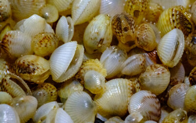 Résultats du suivi annuel des bivalves dans le fond de baie de Saint-Brieuc