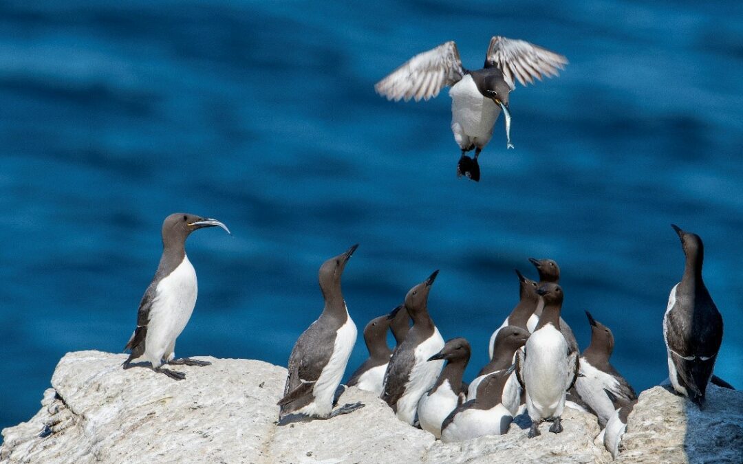 Coup de projecteur sur les ambassadeurs des oiseaux du Cap Fréhel