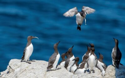 Coup de projecteur sur les ambassadeurs des oiseaux du Cap Fréhel