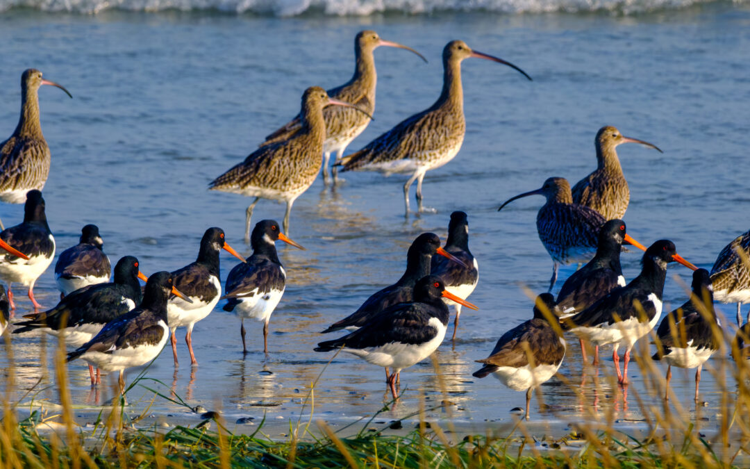 Bilan ornithologique 2025 !