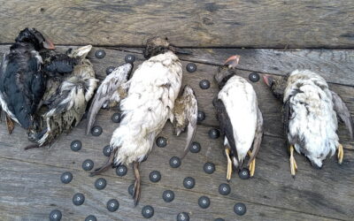 Échouages d&rsquo;oiseaux sur le littoral : quelles consignes ?