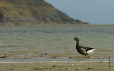 Découvrez la migration des Bernaches cravant