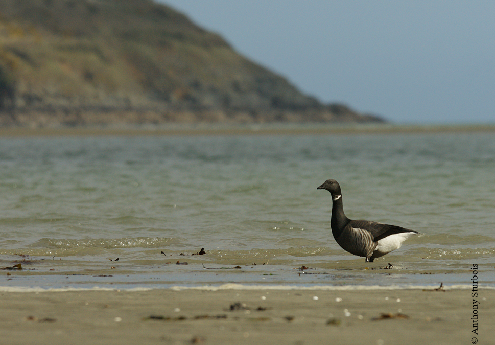 Découvrez la migration des Bernaches cravant