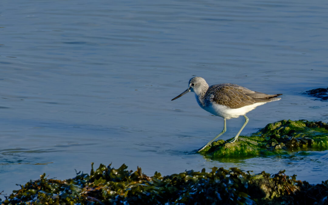 Bilan du comptage Wetlands 2026 en fond de baie de Saint-Brieuc