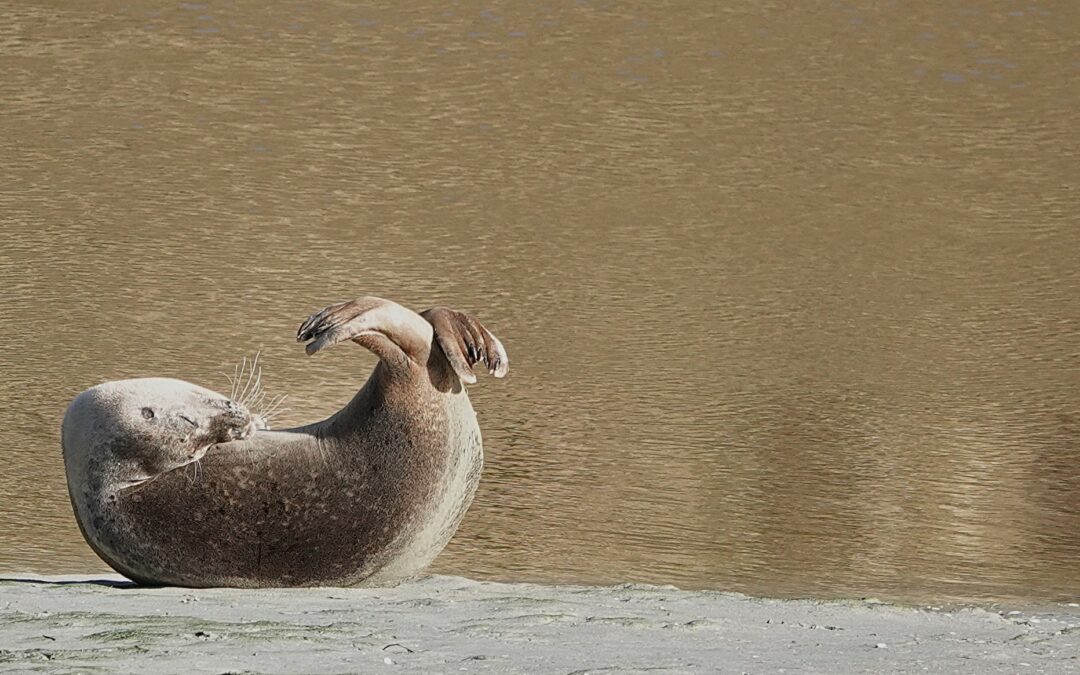 Des nouvelles des phoques en baie de Saint-Brieuc